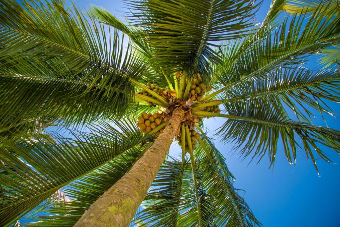 Palm Tree Groveland, Florida