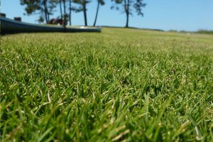 Healthy grass with soil from JSJ Unlimited Landscape supply