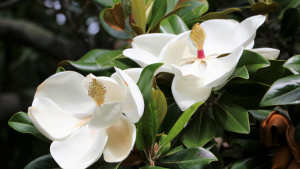 Magnolia Flower Tree